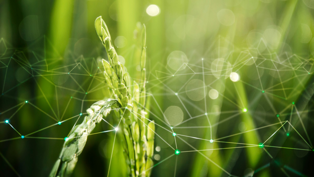 Nowoczesne Praktyki Rolnicze: Innowacje Kierujące Przyszłością Rolnictwa